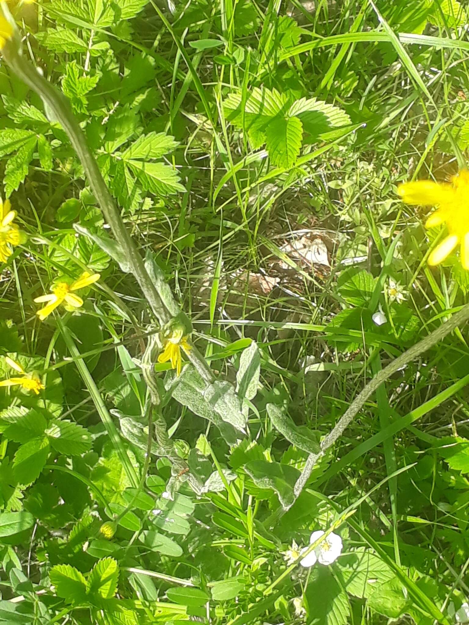 Image of field fleawort