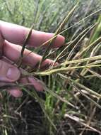 Image of Big Cord Grass