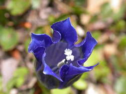 Image of Gentiana alpina Vill.