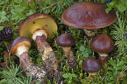 Image of Suillus clintonianus (Peck) Kuntze