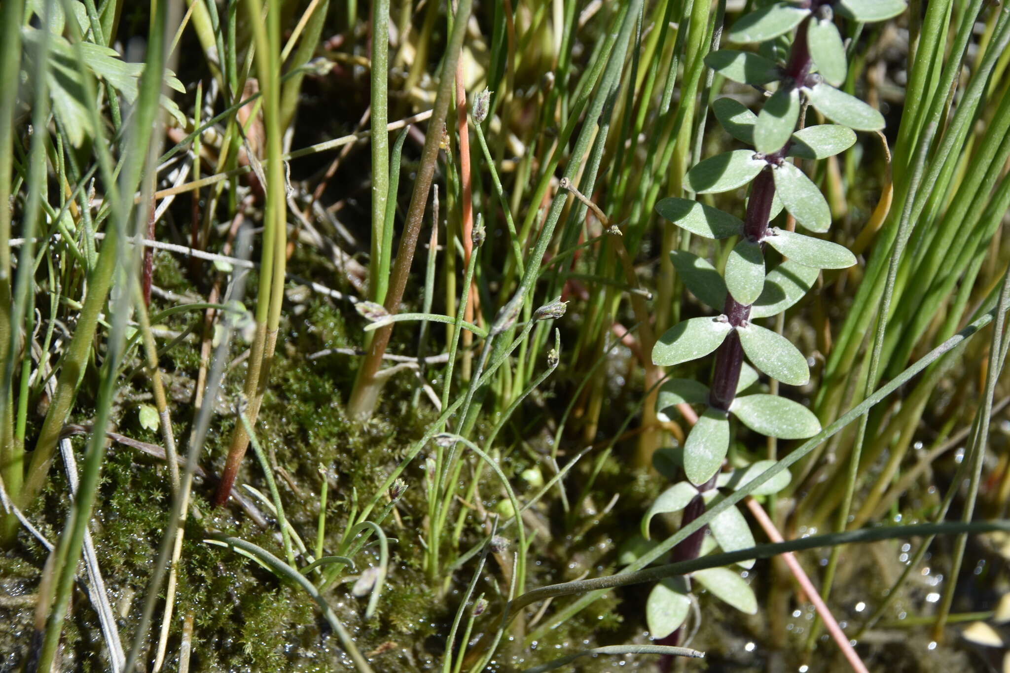 Image of Four-Leaf Mare's-Tail