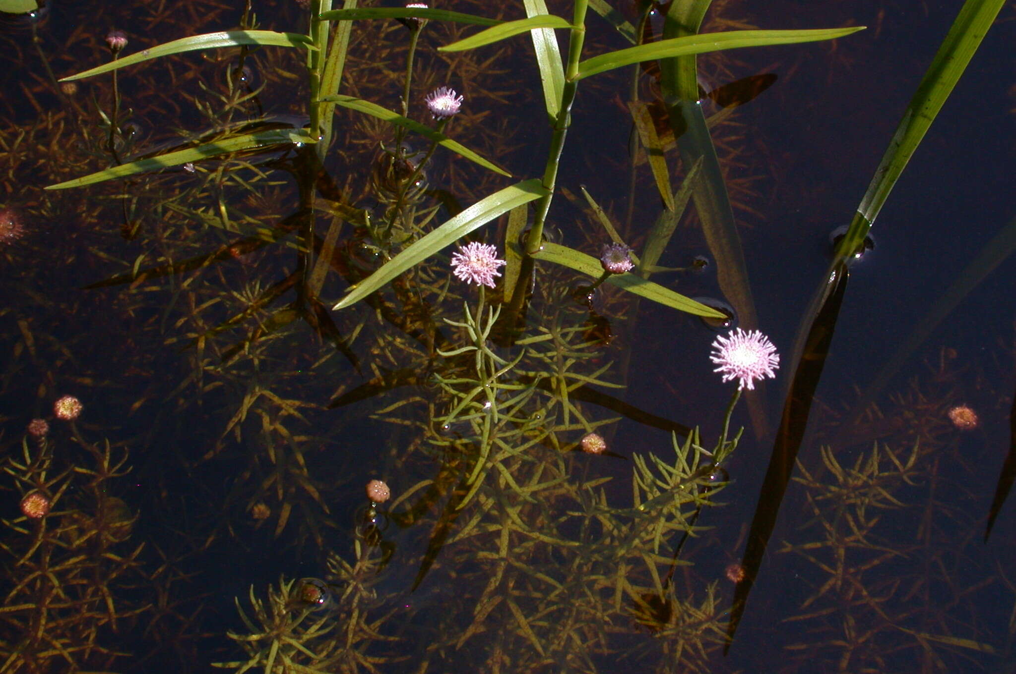 صورة Sclerolepis uniflora (Walt.) Britt., Sterns & Pogg.