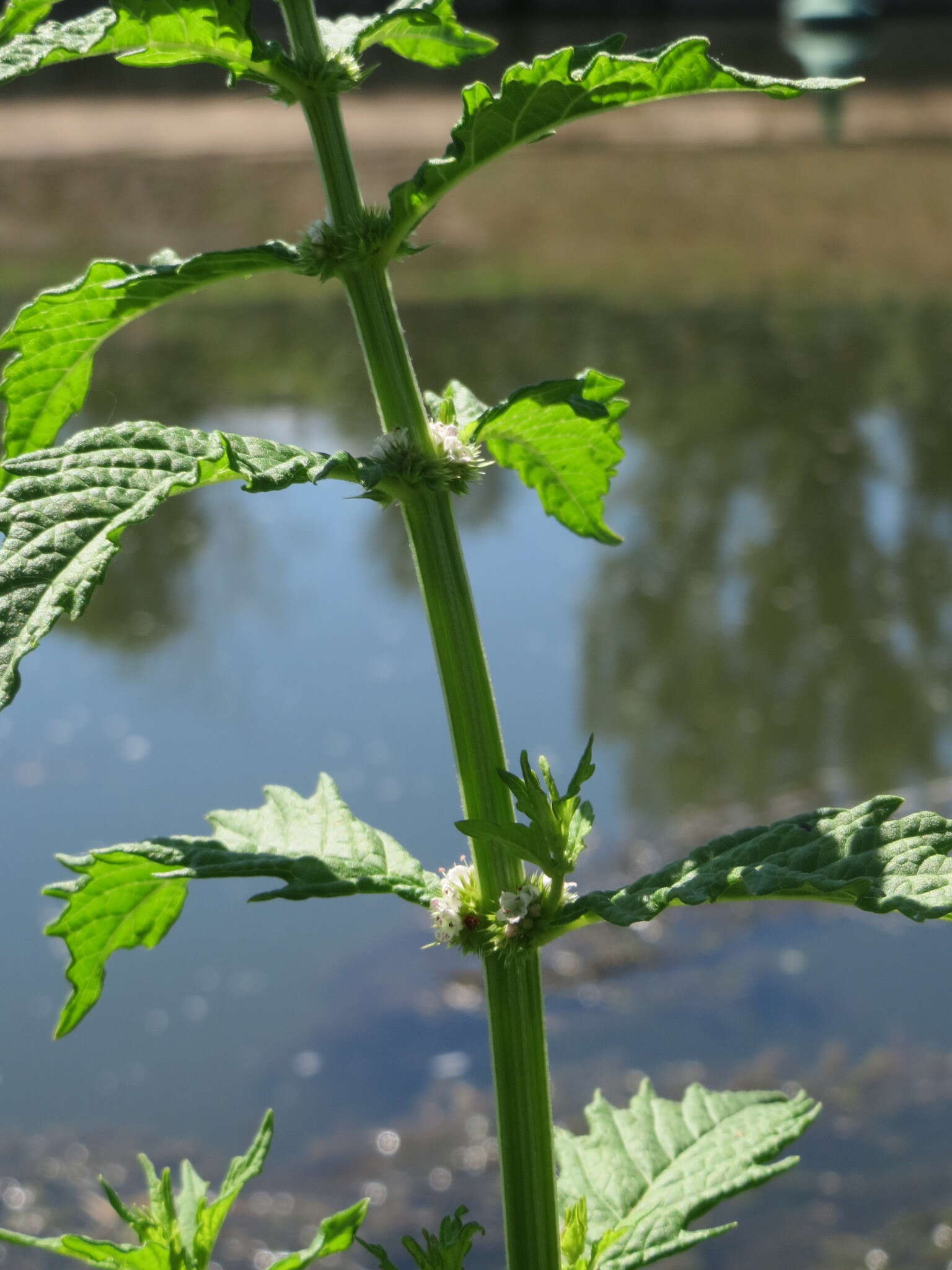 Image of Bugleweed