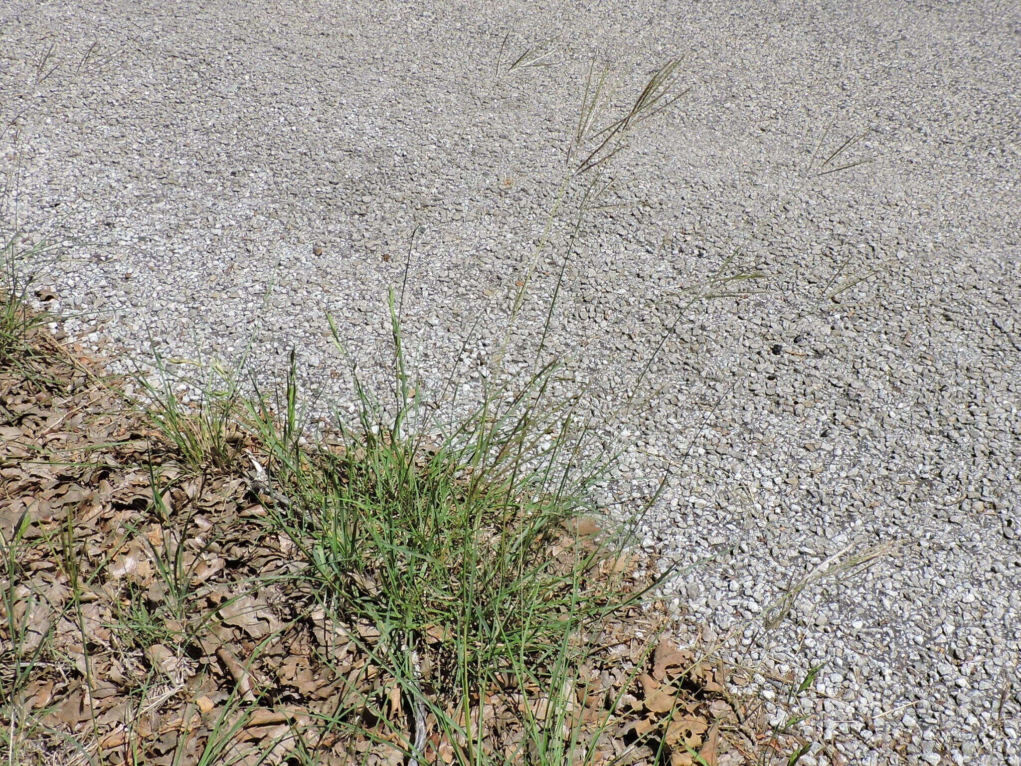 Image of yellow bluestem