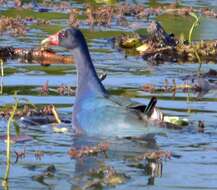 Image of American Purple Gallinule