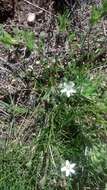 Image of Fendler's sandwort