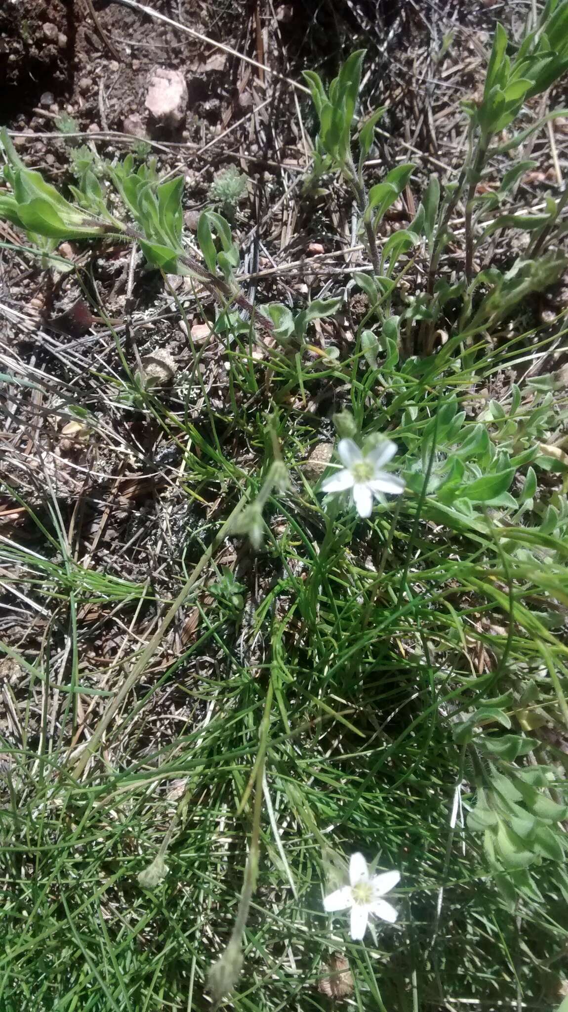 Image of Fendler's sandwort