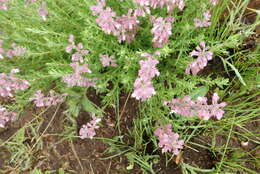 Image de Syncolostemon teucriifolius (Hochst.) D. F. Otieno