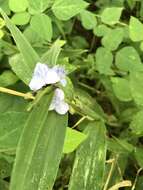 Image of zigzag spiderwort