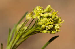 Image of western tansymustard