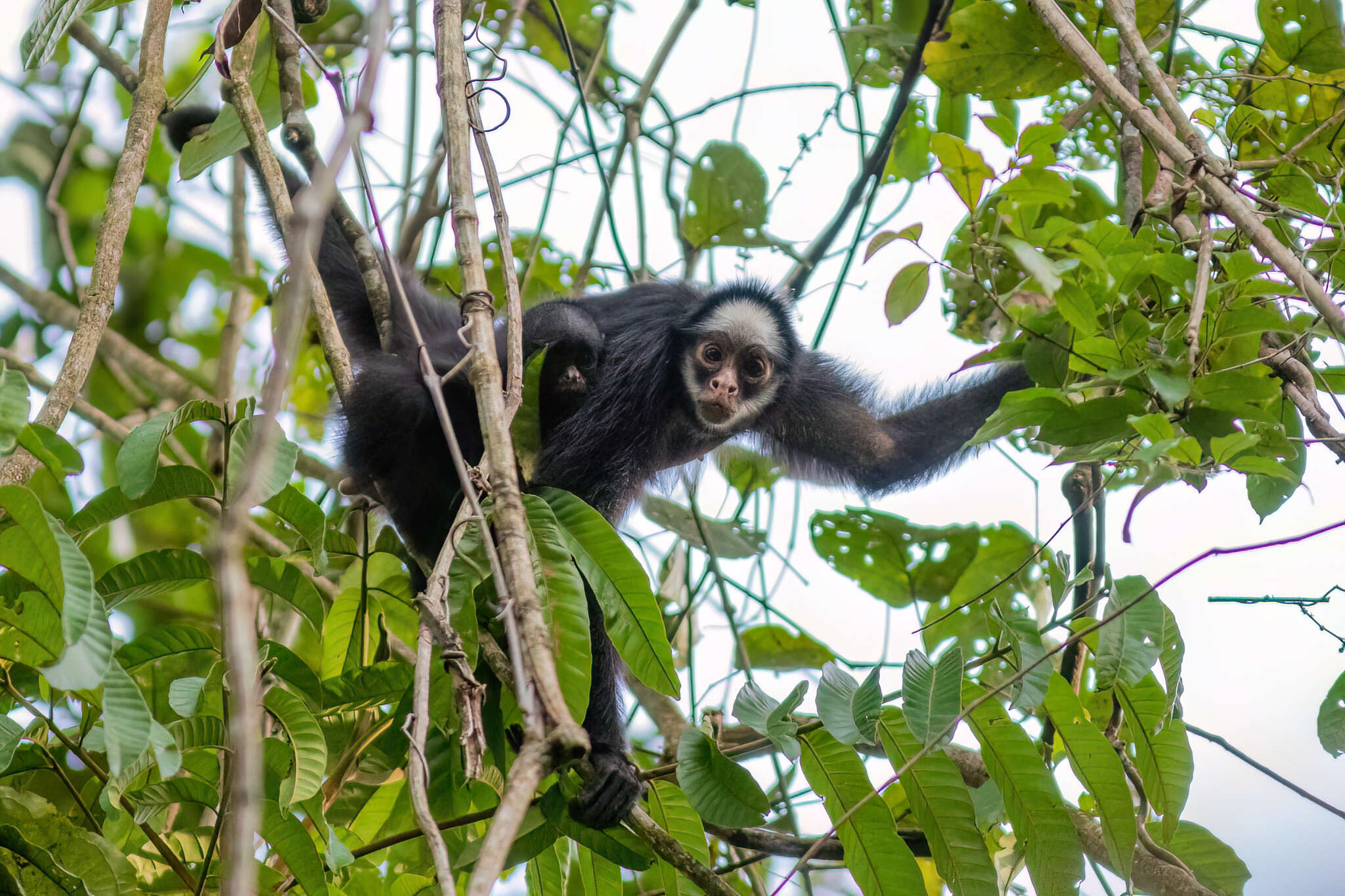 Image of White-cheeked Spider Monkey