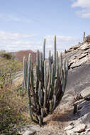 Image of Pilosocereus magnificus (Buining & Brederoo) F. Ritter