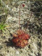 Image of Drosera sessilifolia St. Hil.