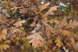 Image of Iberian white oak