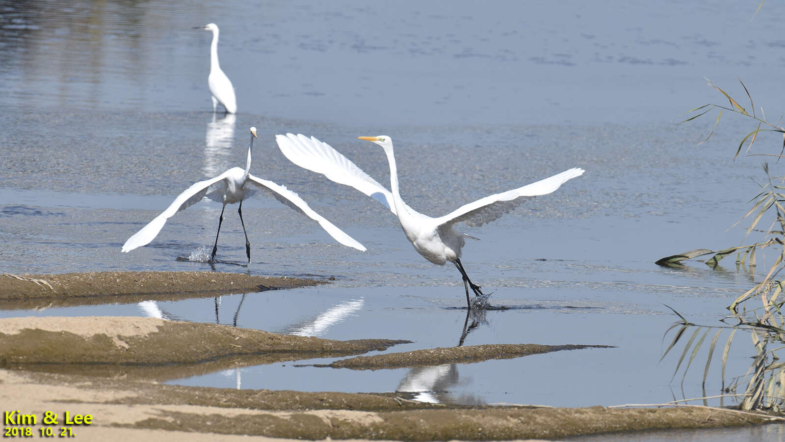 Image of Ardea alba alba Linnaeus 1758