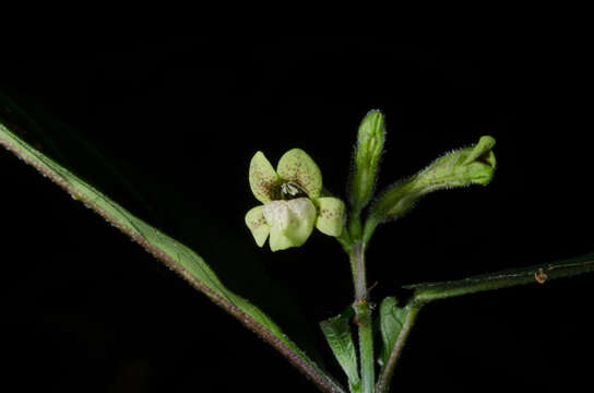 Image of Asystasia leptostachya Lindau