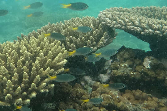 Image of Orange-tailed damsel-fish