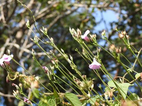 Слика од Ipomoea trifida (Kunth) G. Don