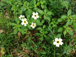 Image of Politician's Flower