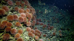 Image of Pom-pom anemone