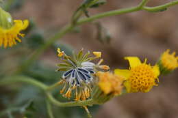 Image of Vasey's rockdaisy