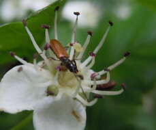 Image of Stenhomalus (Obriopsis) bicolor (Kraatz 1862)