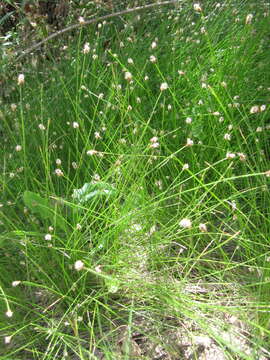 Image of Sand Spike-Rush