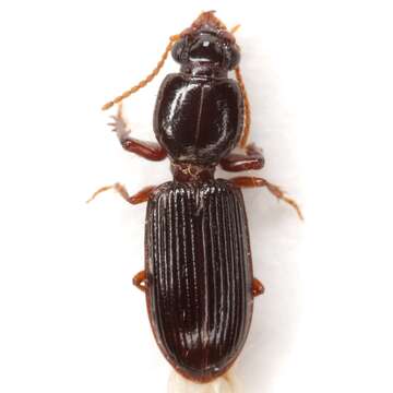 Image of Clivina (Leucocara) americana Dejean 1831