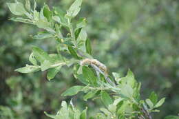 Image de Salix alaxensis (Anderss.) Coville