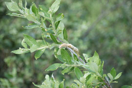 Image de Salix alaxensis (Anderss.) Coville