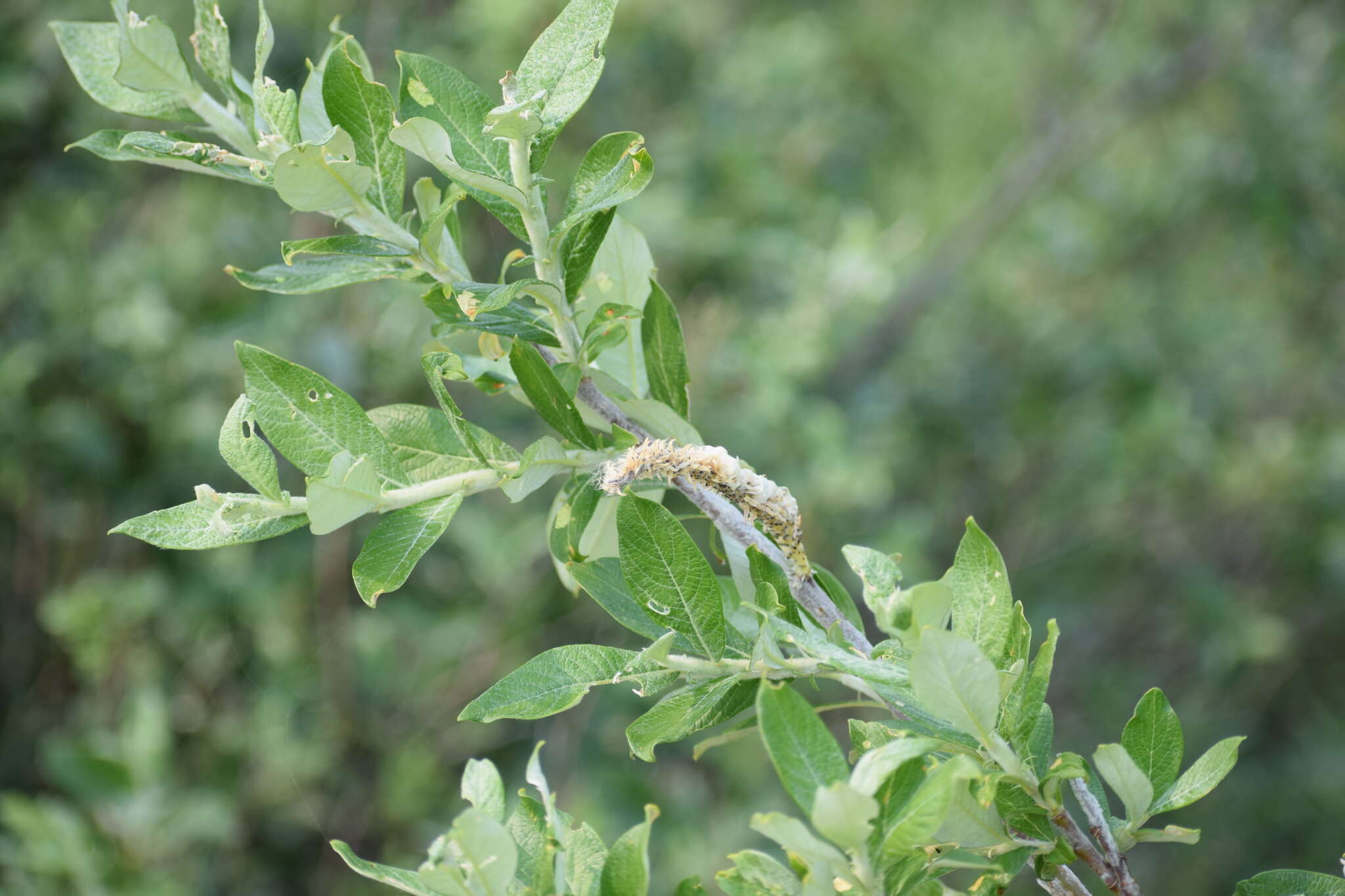 Sivun Salix alaxensis (Anderss.) Coville kuva