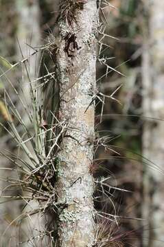 Image of water locust