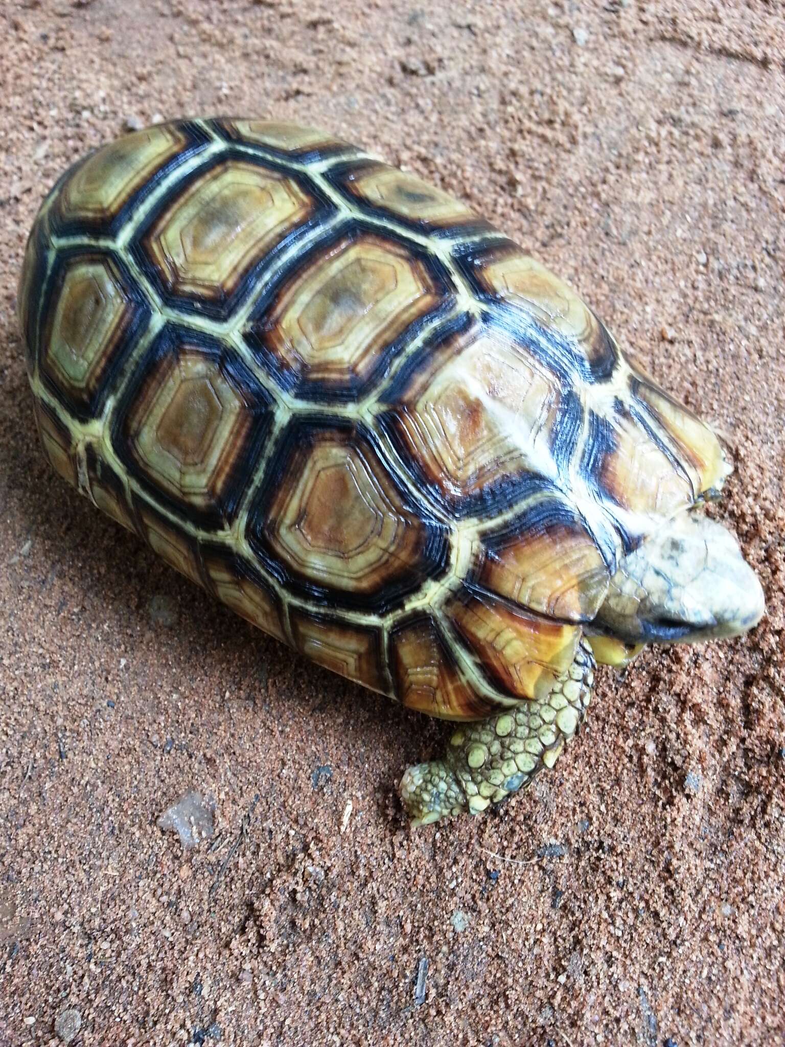 Image of Western hinge-back tortoise