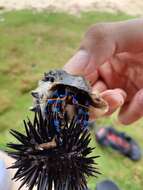 Image of blue-knuckled hermit