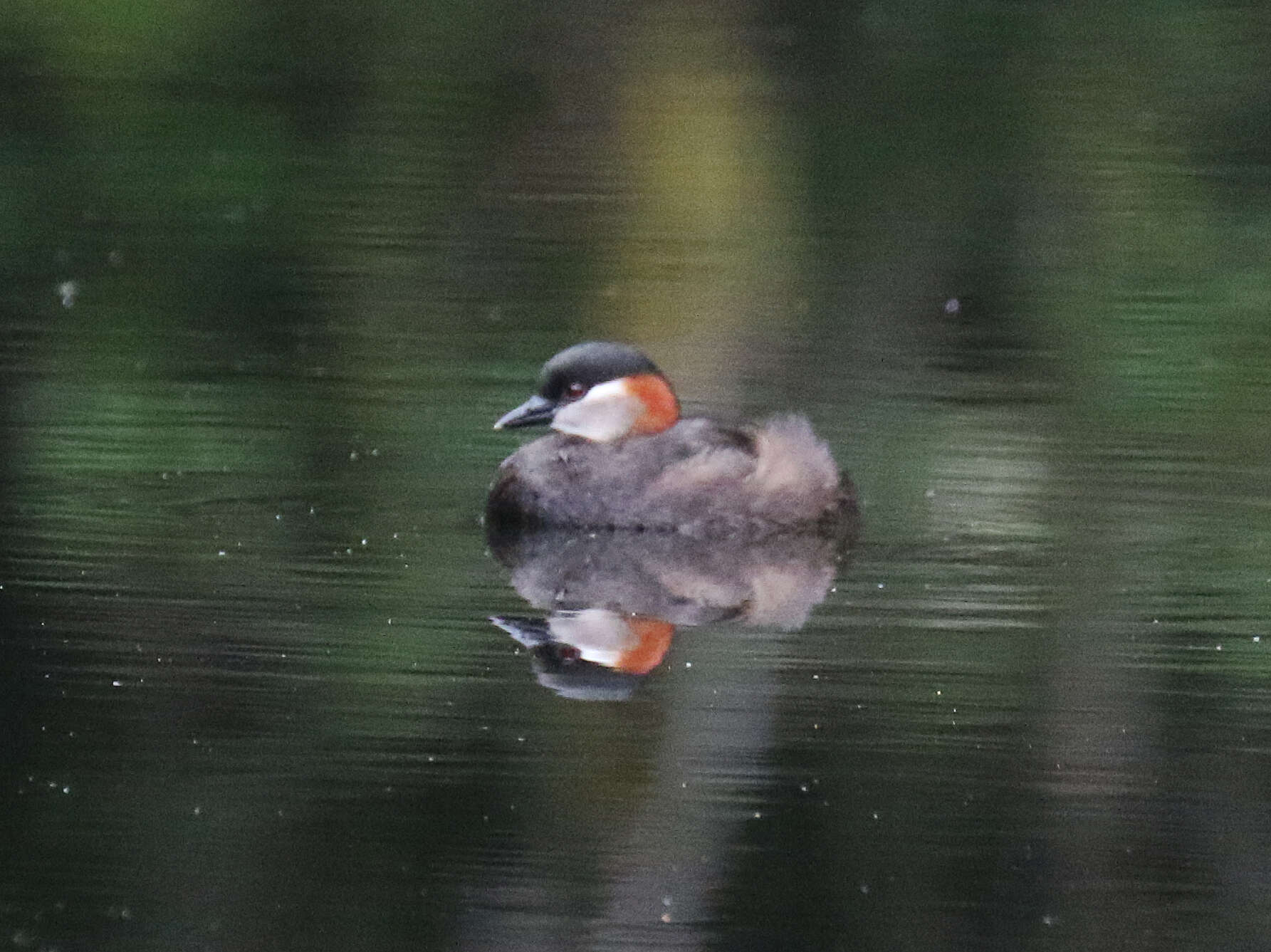 صورة Tachybaptus pelzelnii (Hartlaub 1861)