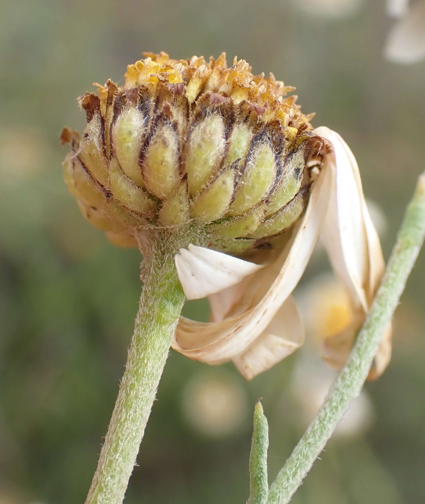 Image of Phymaspermum leptophyllum (DC.) Benth. & Hook. fil.