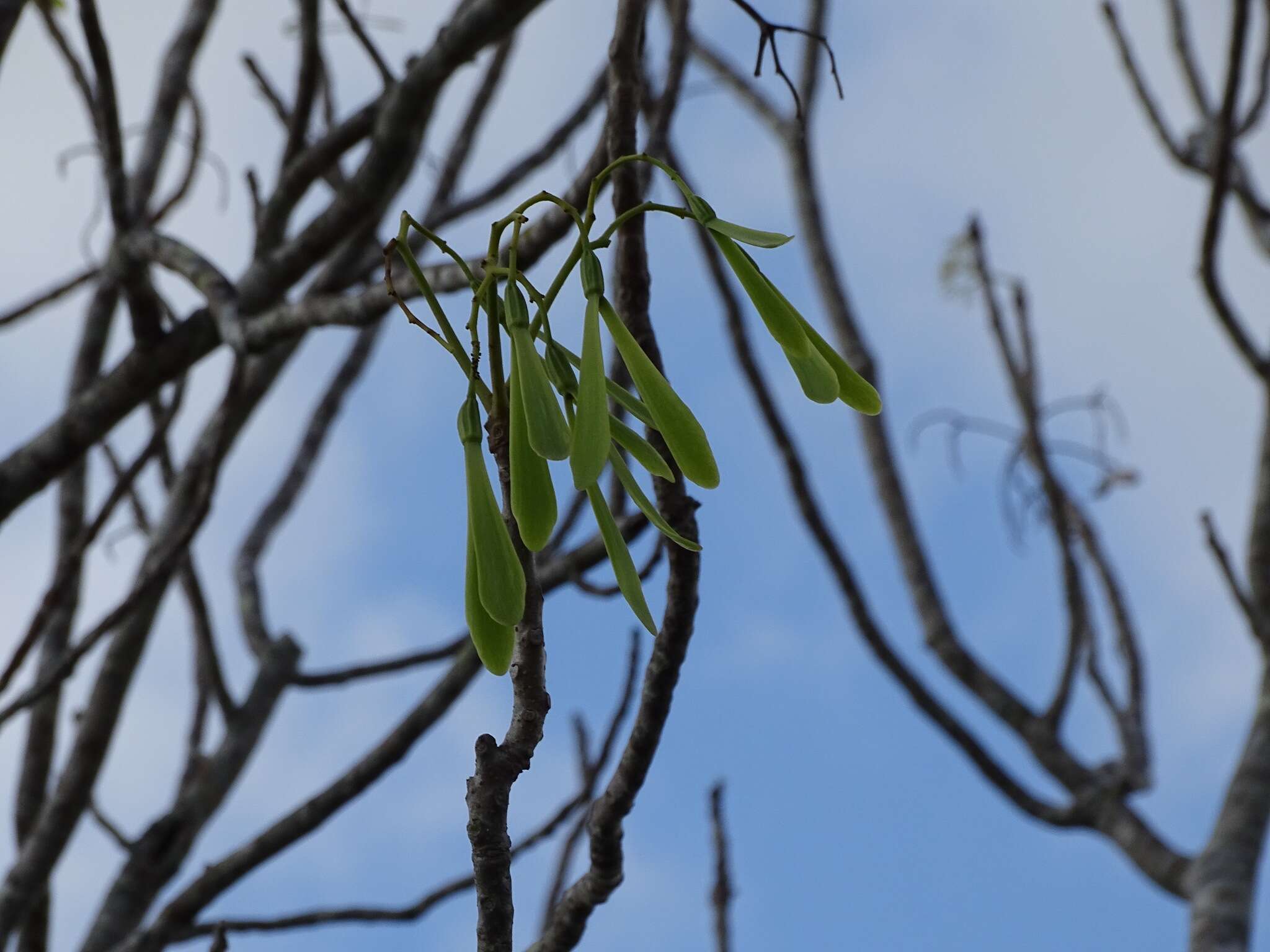 Image of Gyrocarpus mocinoi A. Espejo Serna