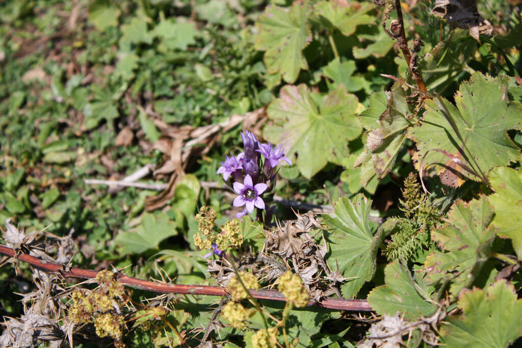 Image of crested gentian