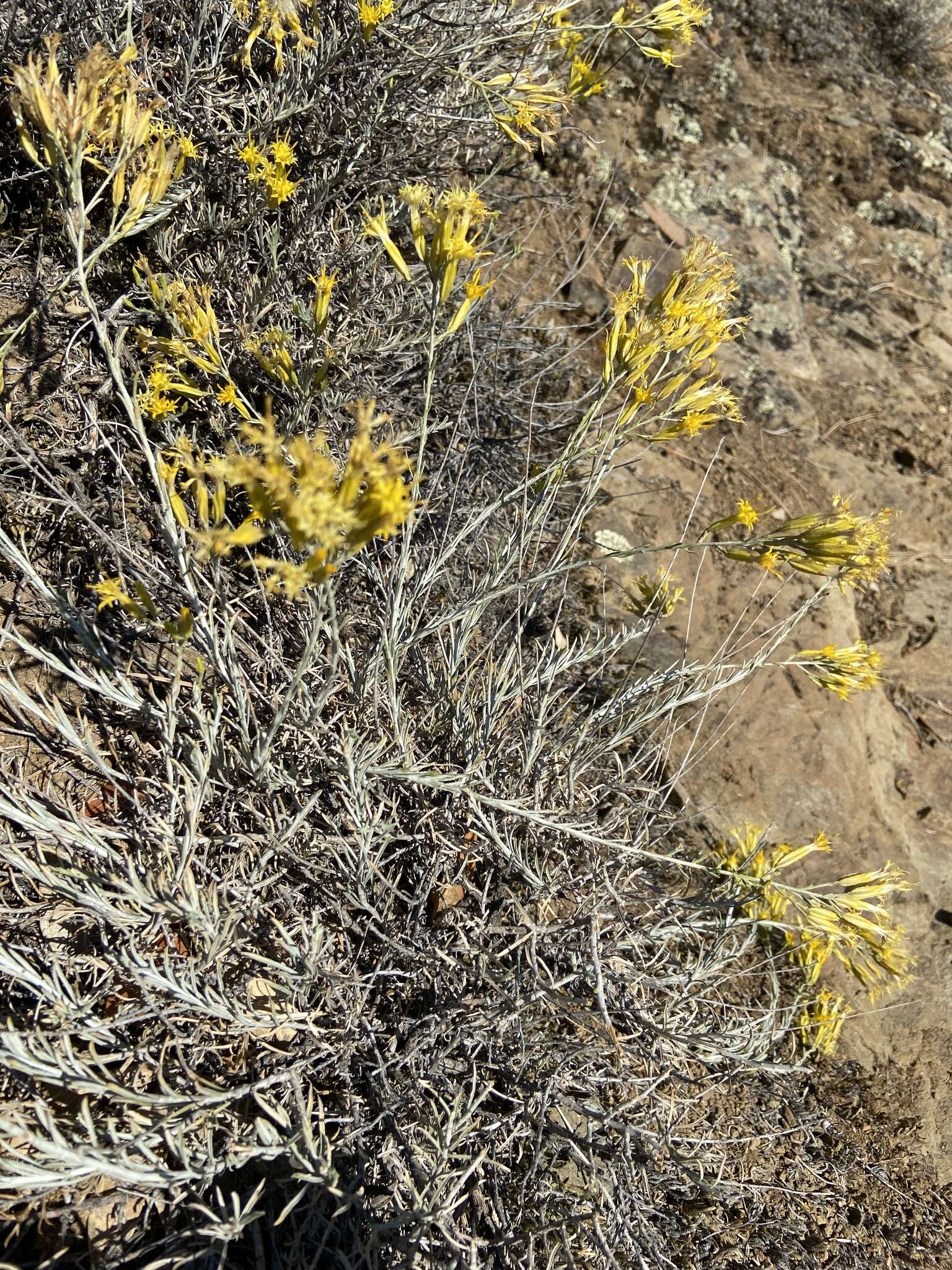 Image of Ericameria nauseosa var. speciosa (Nutt.) G. L. Nesom & G. I. Baird