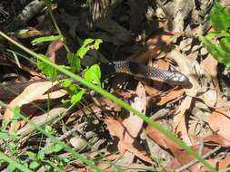 Image of Notechis scutatus scutatus (W. C. H. Peters 1861)