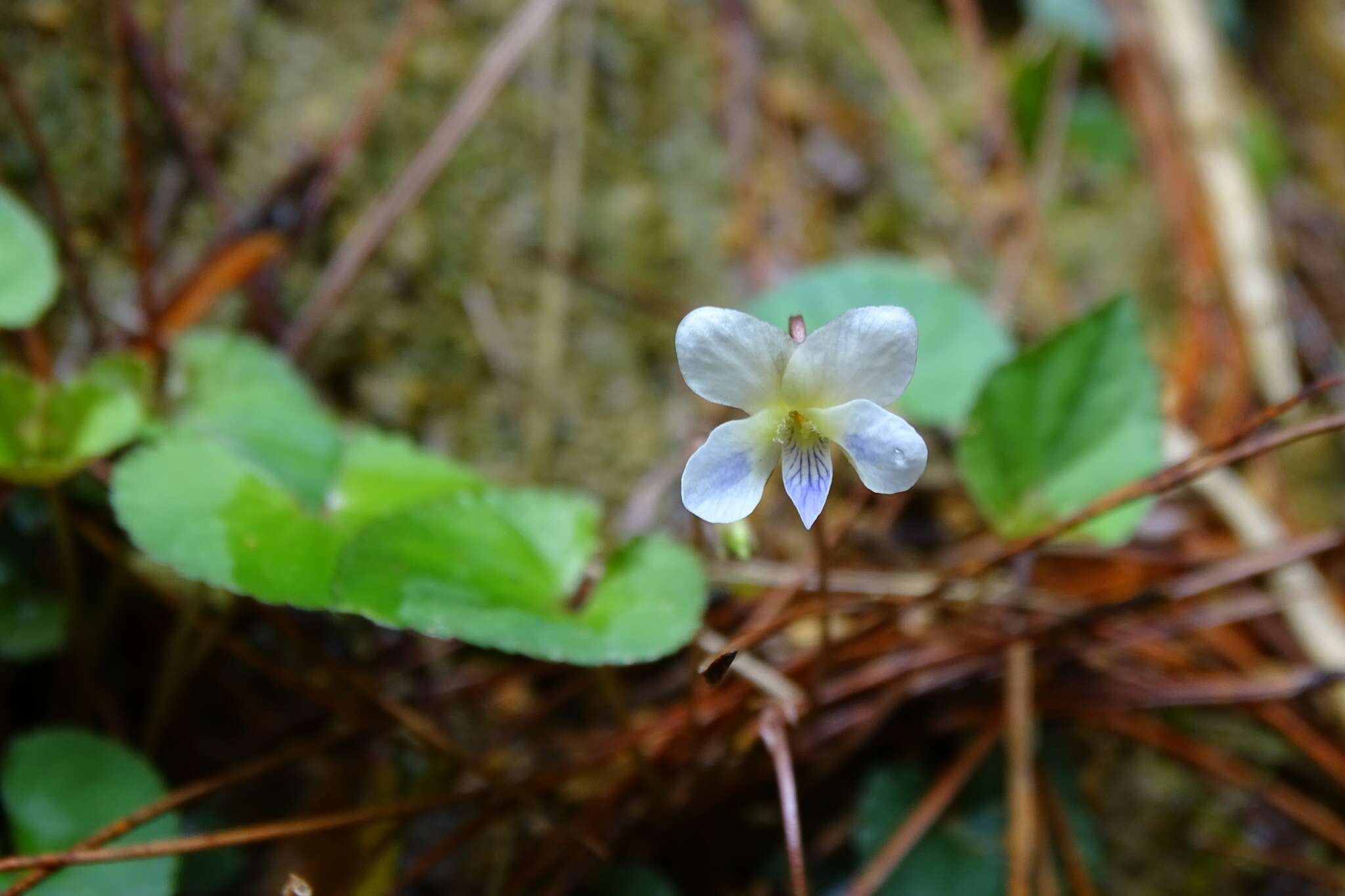 Image of Viola shinchikuensis Yamam.