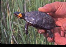 Image of Bog Turtle