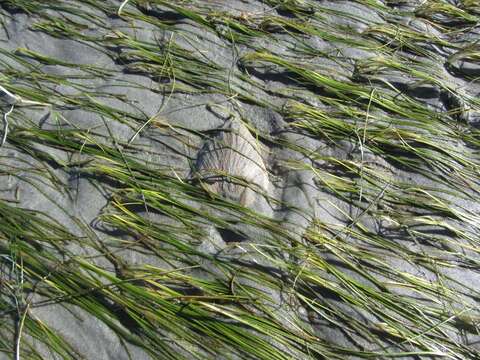 Image of Südliche Quahog-Muschel