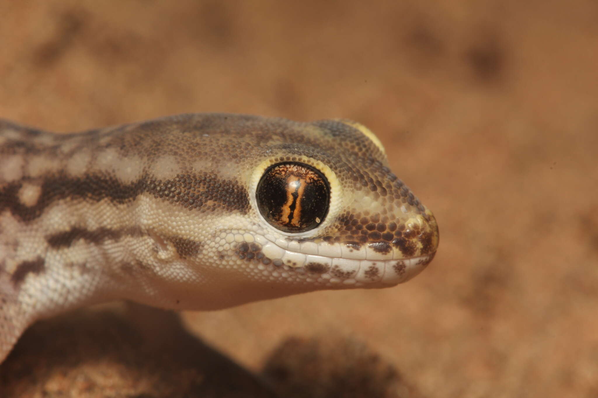 Image of Marked geckos