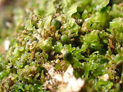 Image of Bog Germanderwort