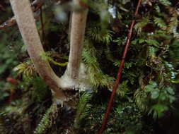 Image of Entoloma latericolor E. Horak 1976