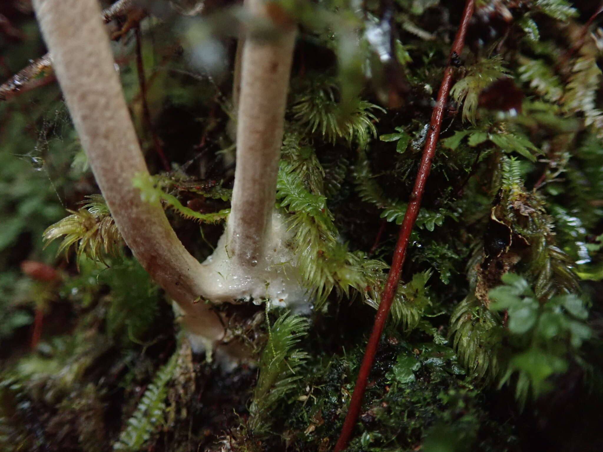 Image of Entoloma latericolor E. Horak 1976