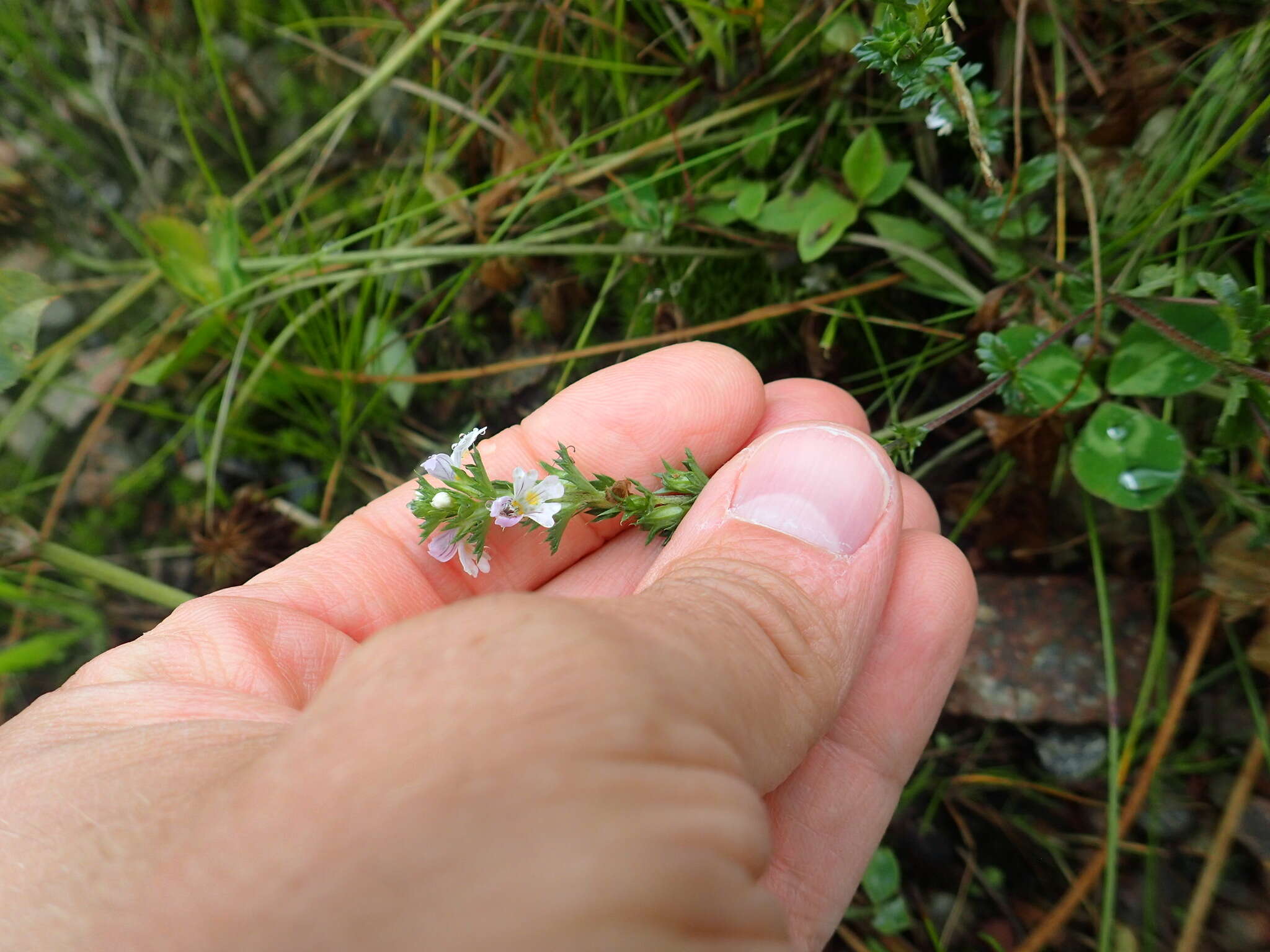 Imagem de Euphrasia stricta D. Wolff ex J. F. Lehm.