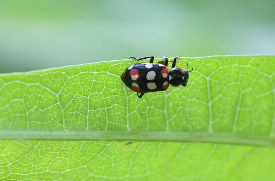 Image of <i>Eriopis connexa</i>