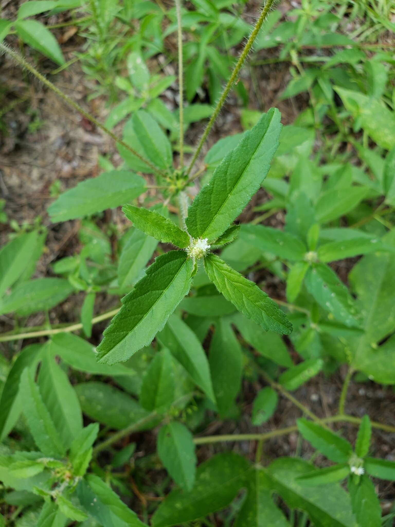 Plancia ëd Croton glandulosus var. septentrionalis Müll. Arg.